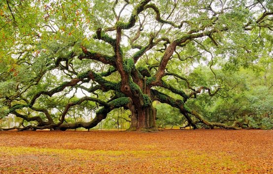 1400 years old angel oak tree