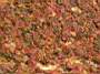 Sahan Lahmacunu 2